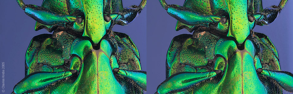 Chrysochroa_Fulm