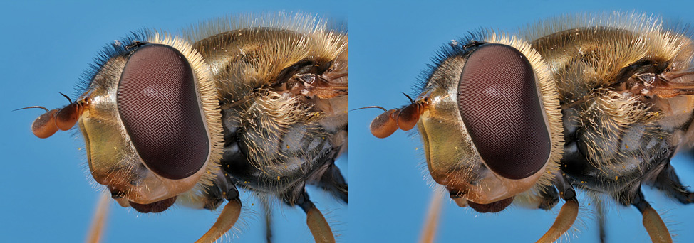 krebs_syrphid