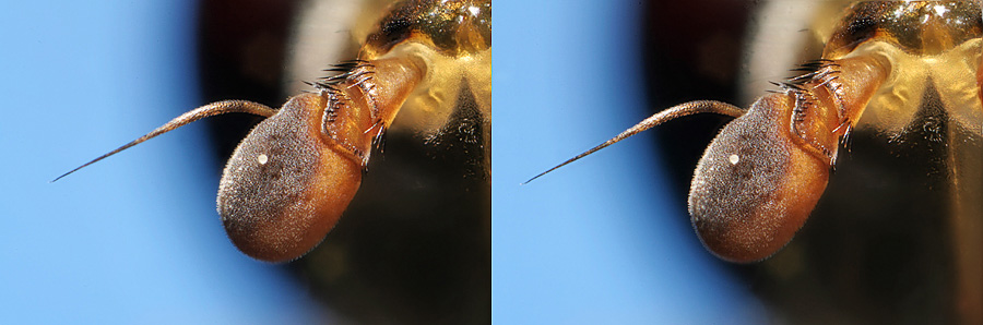 krebs_syrphid3