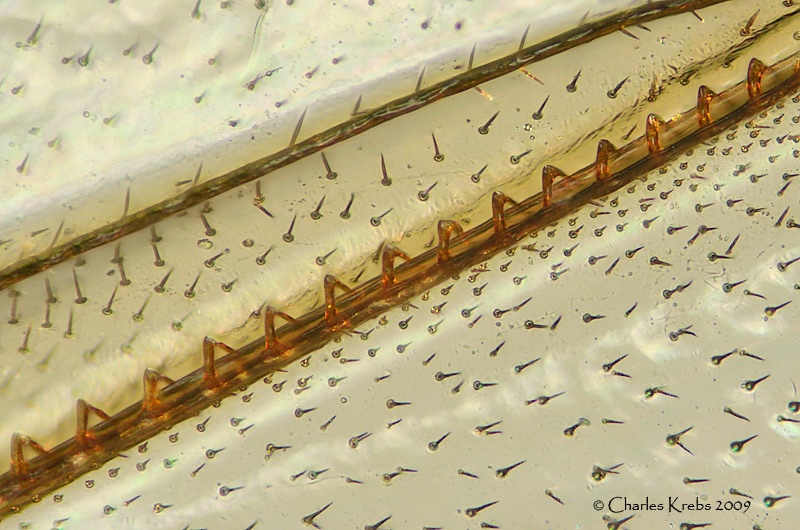 Hamuli Microscopy Forum