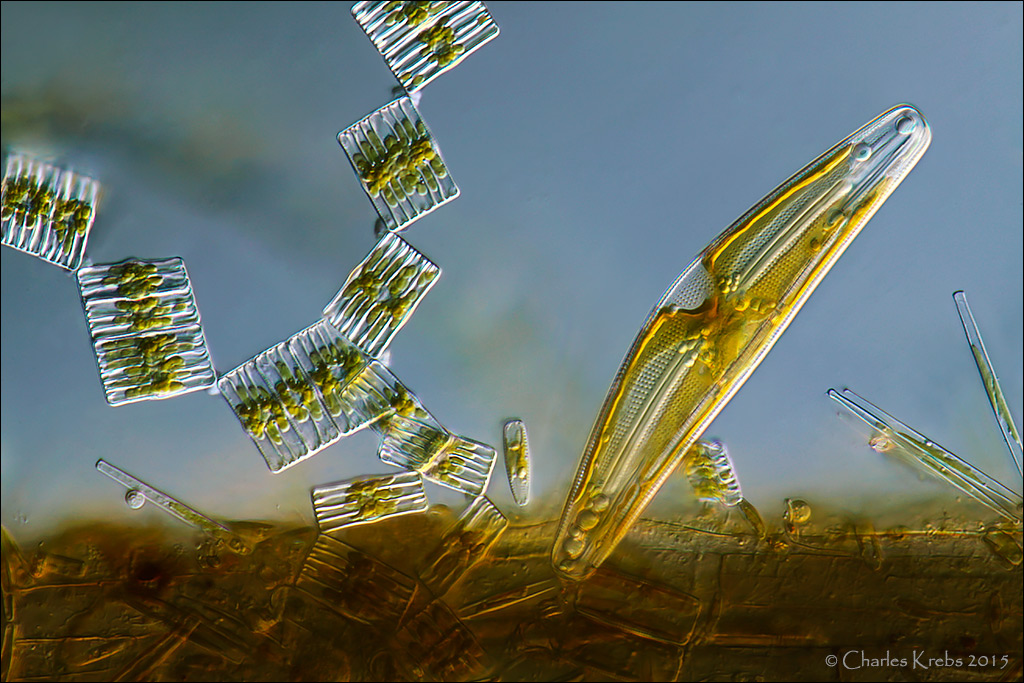 Live diatoms. Some 100X darkfield. Microscopy Forum