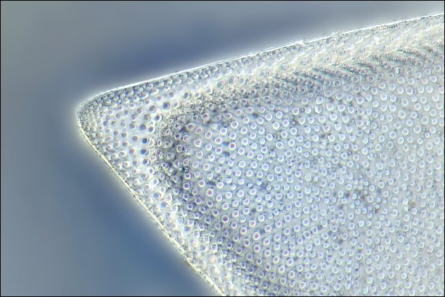 3534_47sm