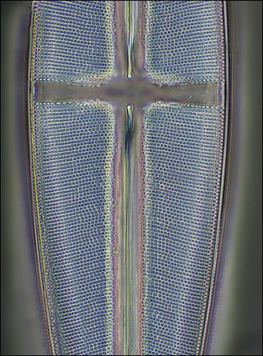 8952_58sm