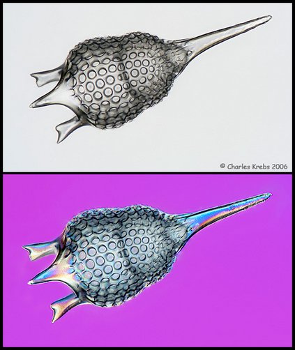 radiolar2