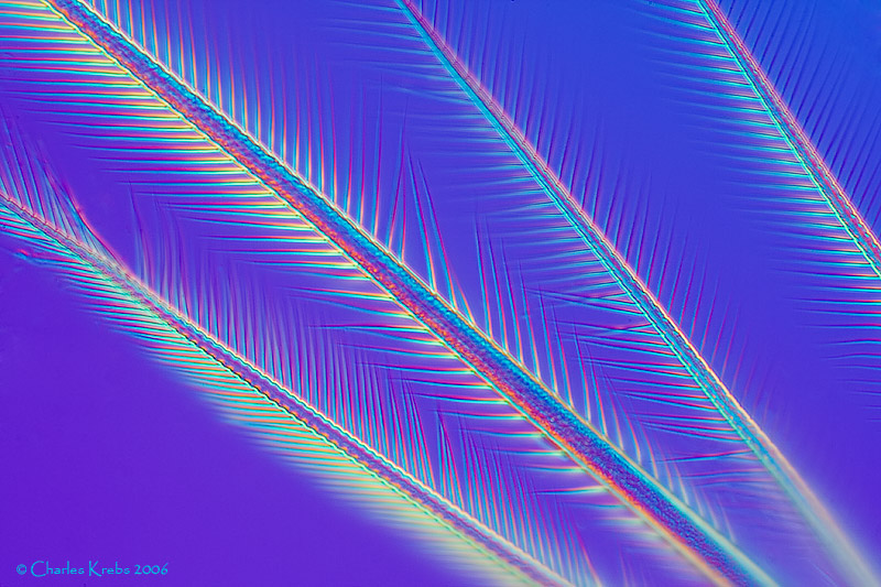 gal7_7