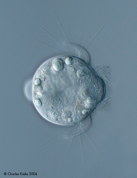 gal8_48