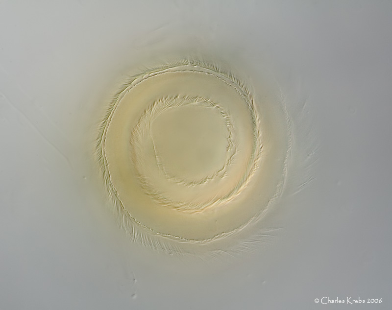 gal8_5