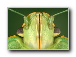 Click to enlarge