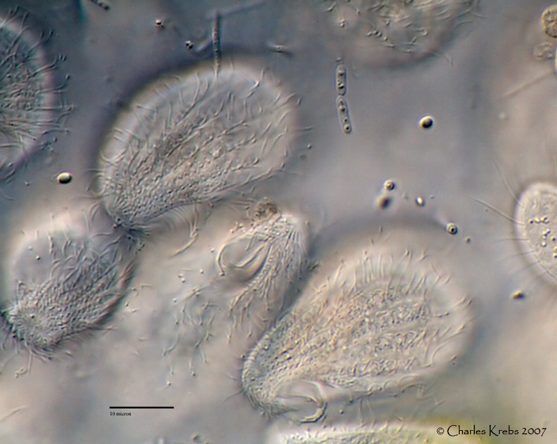 Spirillum Bacteria In Hindi