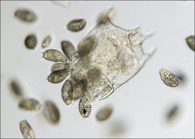 Labyrinthulids File188